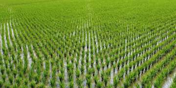 آخرین وضعیت کشت برنج در مازندران